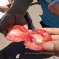 pasta de tomate en envasado a granel en brix: 36-38%